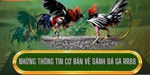 Trang Xem Đá Gà Uy Tín - Tiêu Chí Đánh Giá Và Gợi Ý Hoàn Hảo