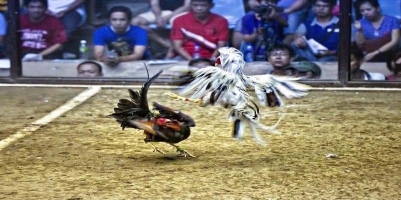 Cung cấp thông tin thành tích của chiến kê